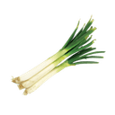 Cebolla junca