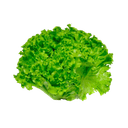 Lechuga Batavia